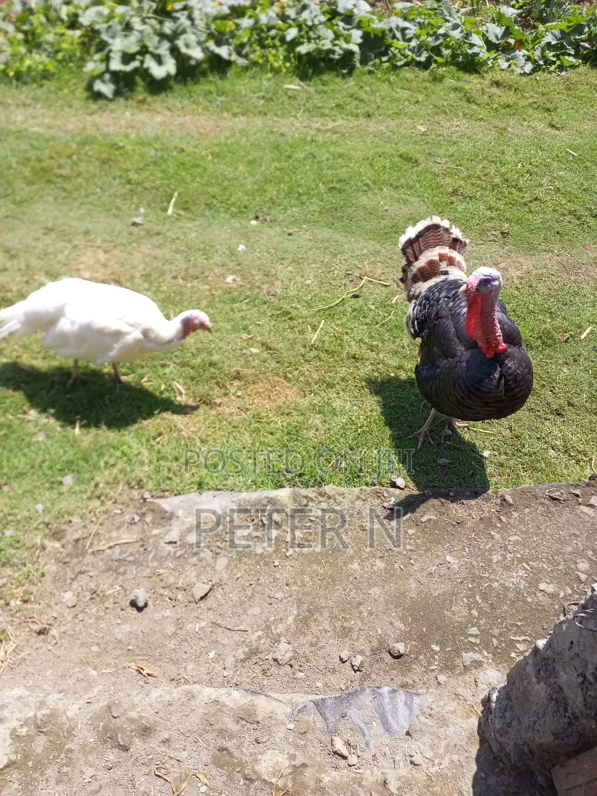 Mature Female Turkey and Eggs Available at 200