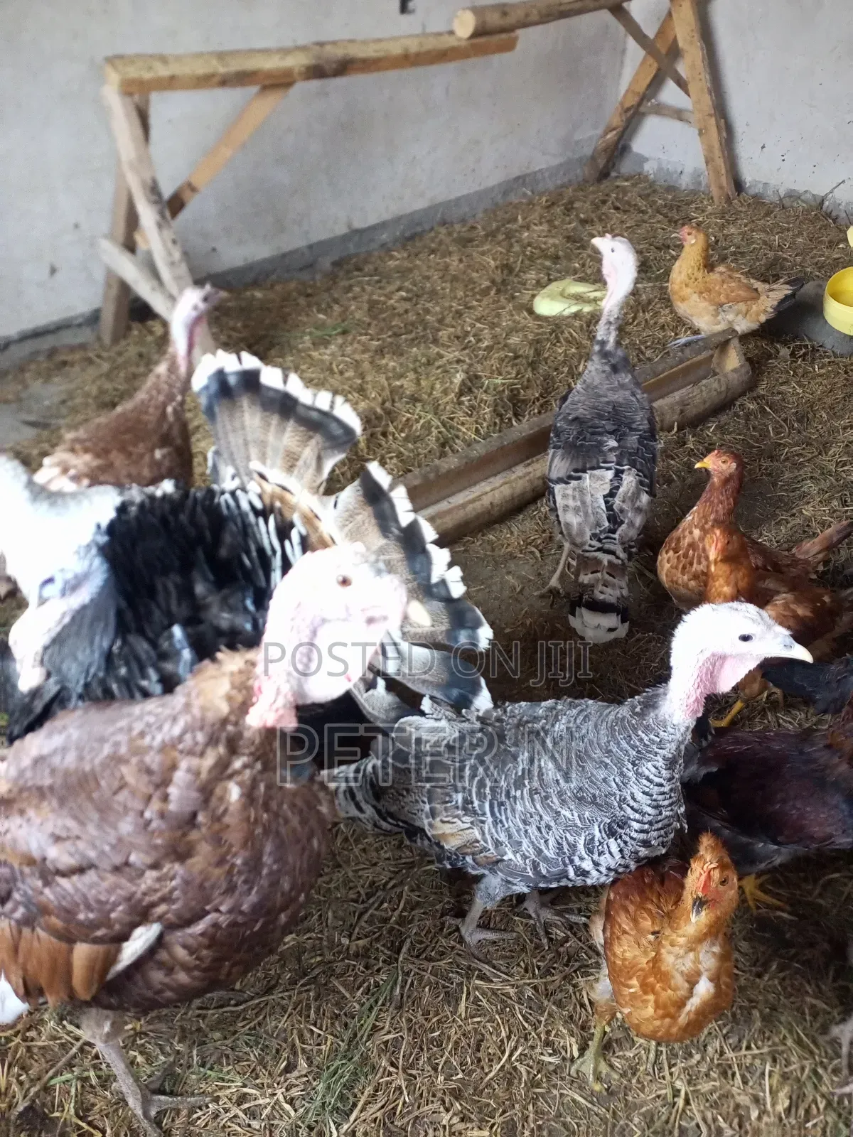Mature Female Turkey at 4500