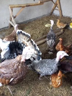Mature Female Turkey at 4500