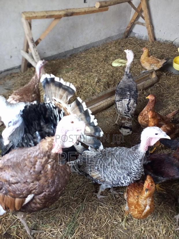 Mature Female Turkey at 4500