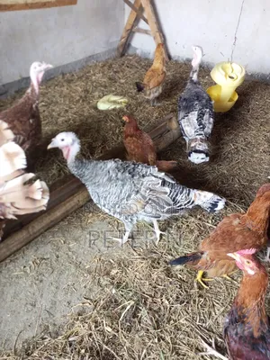 Mature Female Turkey at 4500