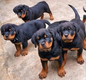 1-3 months Male Purebred Rottweiler - thumbnail 2