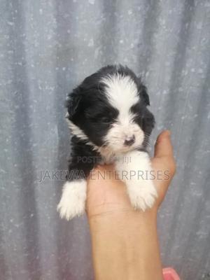 1-3 months Female Purebred Maltese - main view