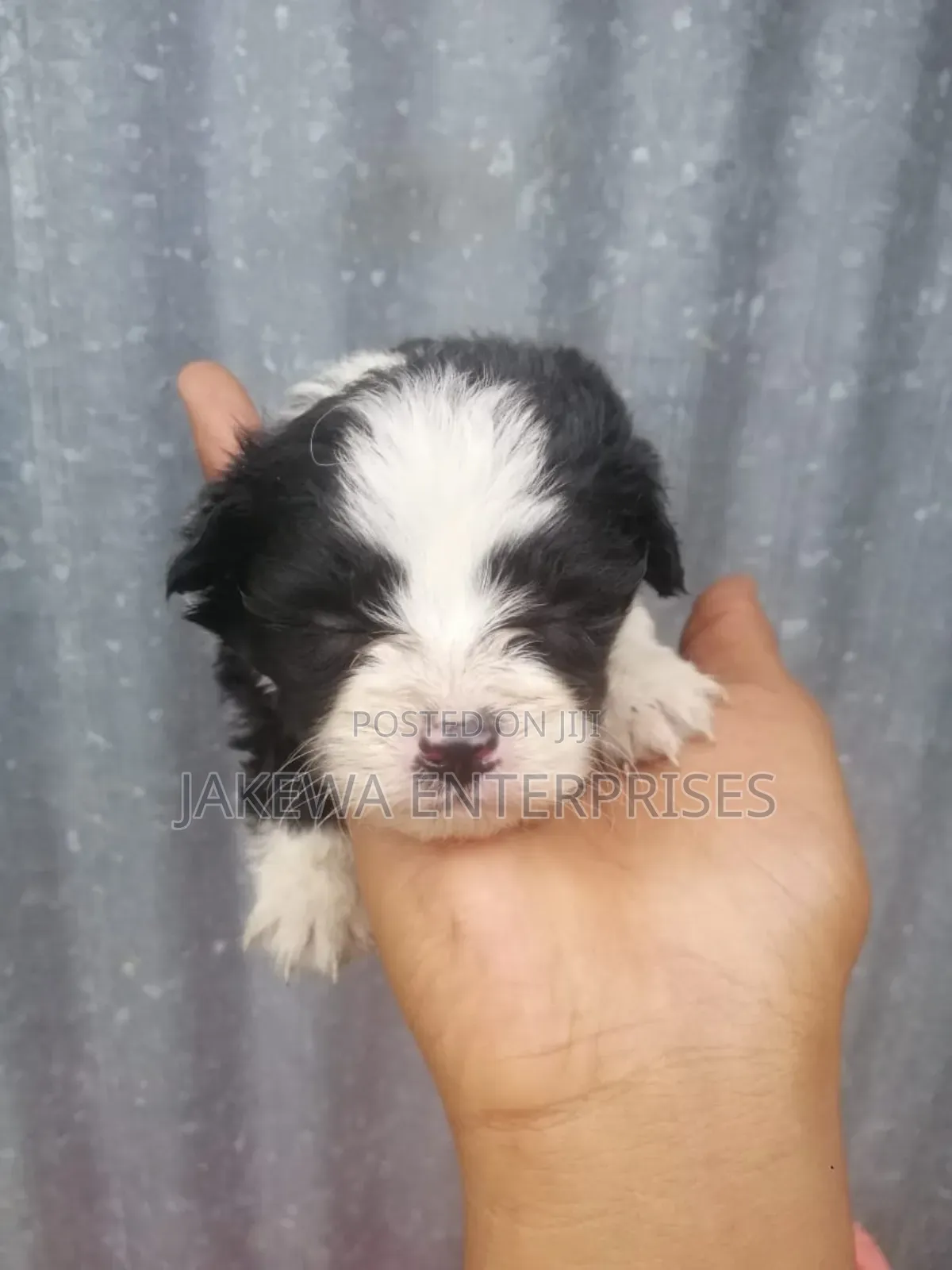 1-3 months Female Purebred Maltese