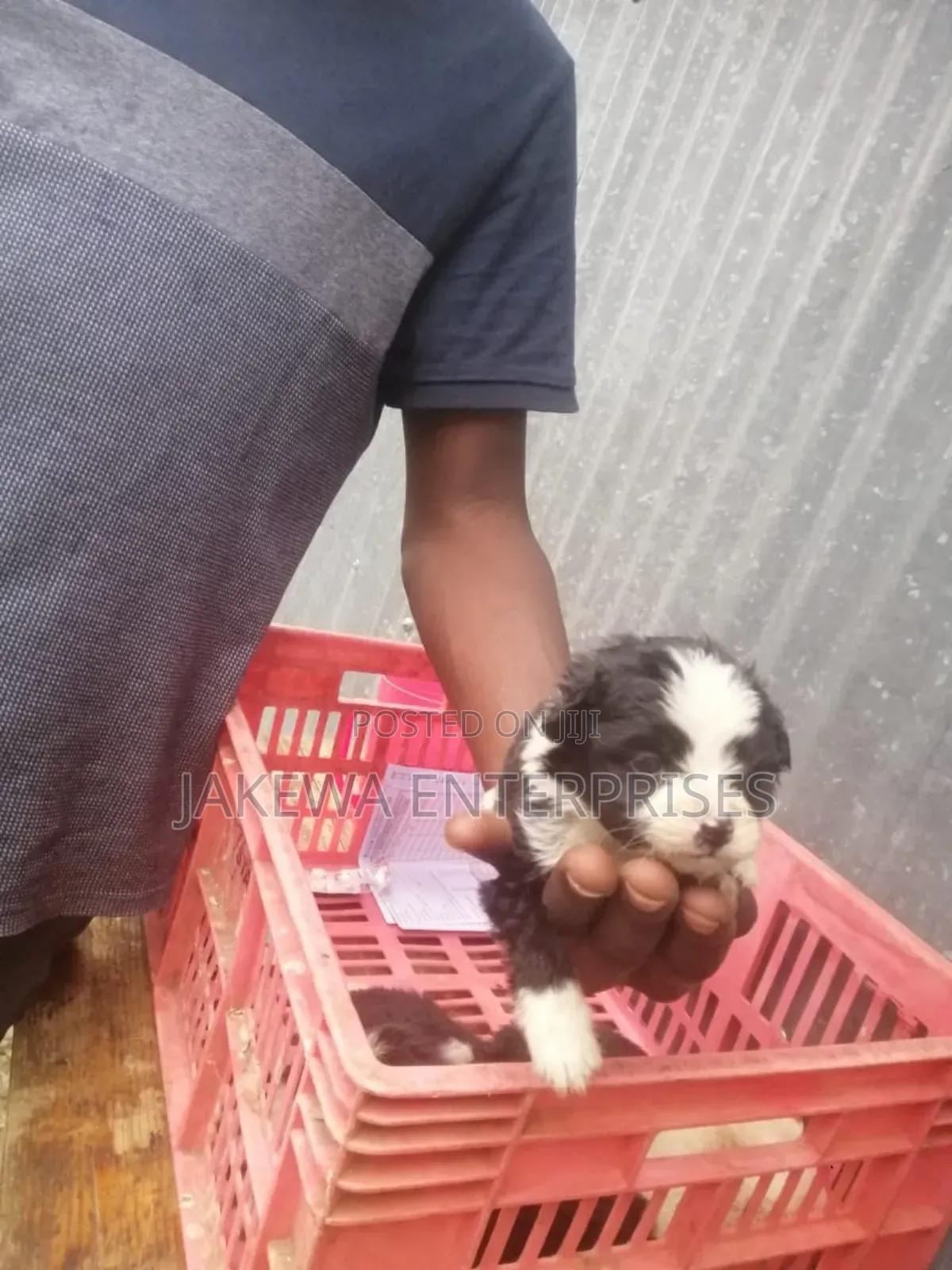 1-3 months Female Purebred Maltese