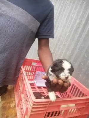 1-3 months Female Purebred Maltese