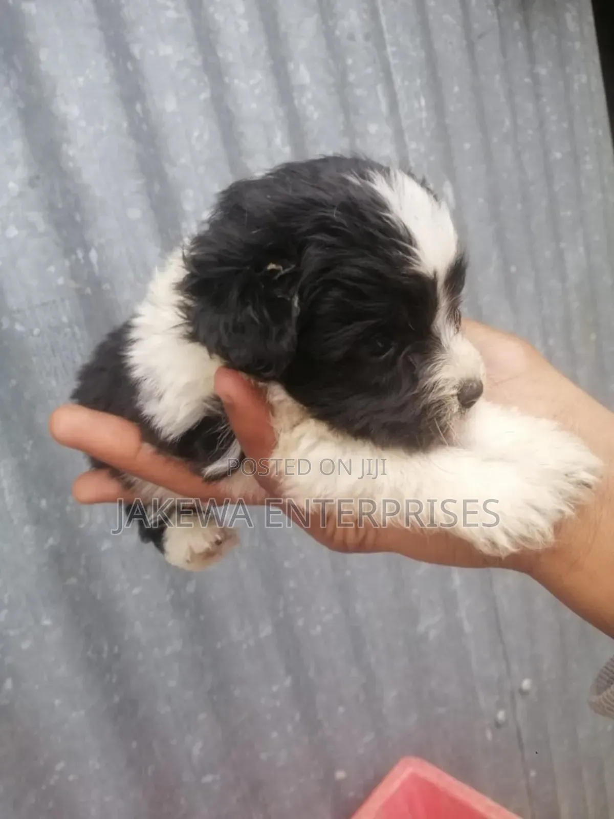 1-3 months Female Purebred Maltese