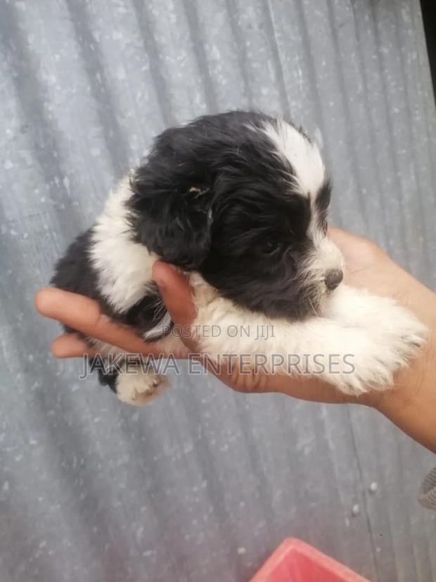 1-3 months Female Purebred Maltese - thumbnail 6