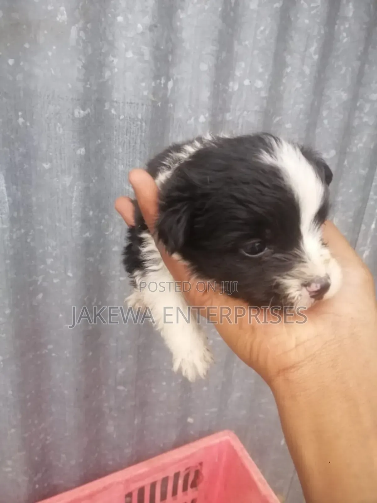 1-3 months Female Purebred Maltese