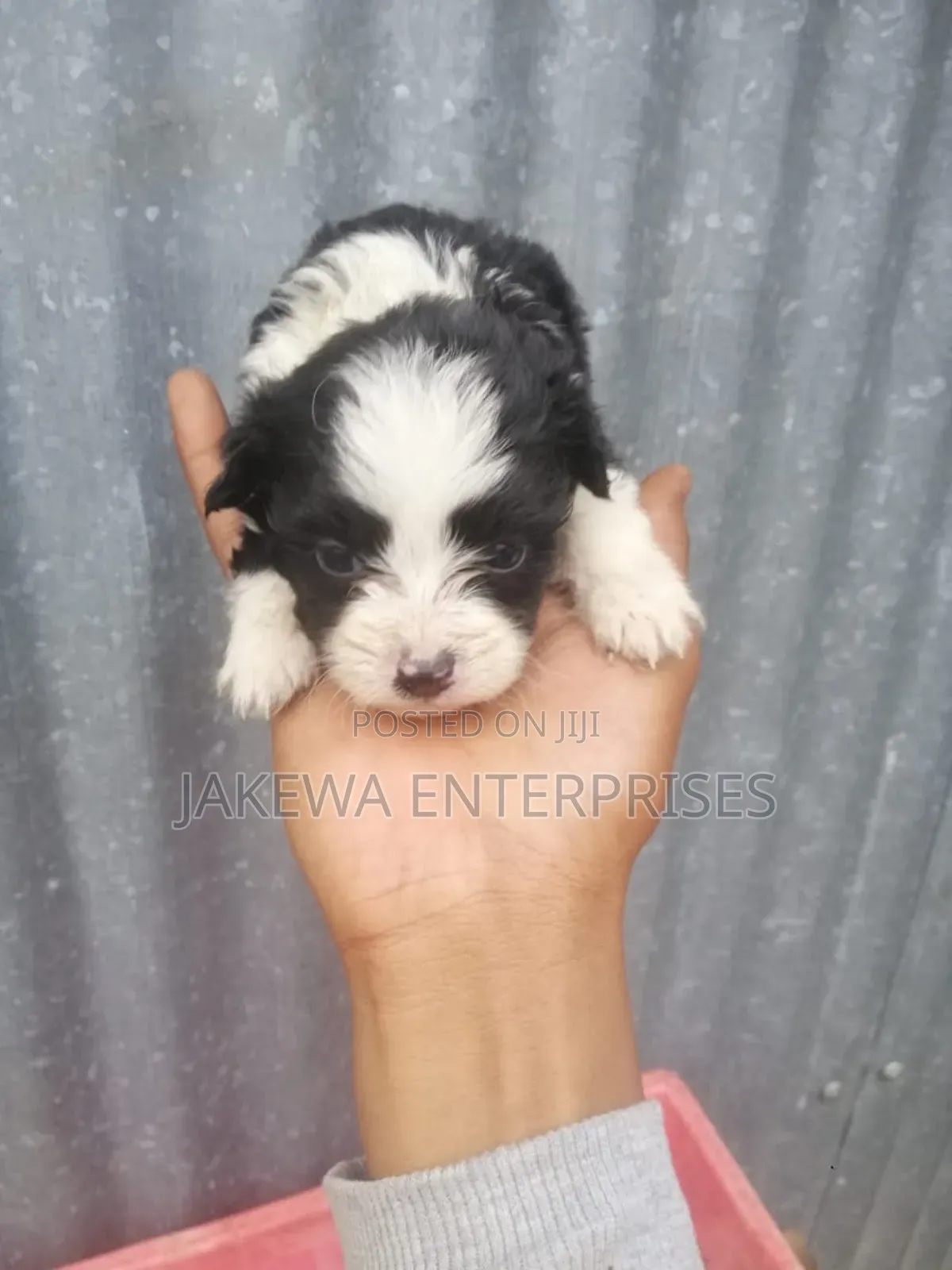 1-3 months Female Purebred Maltese