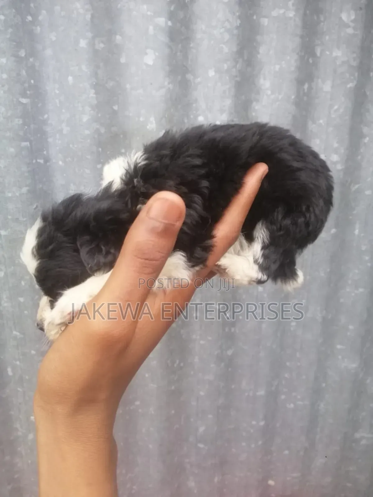 1-3 months Female Purebred Maltese
