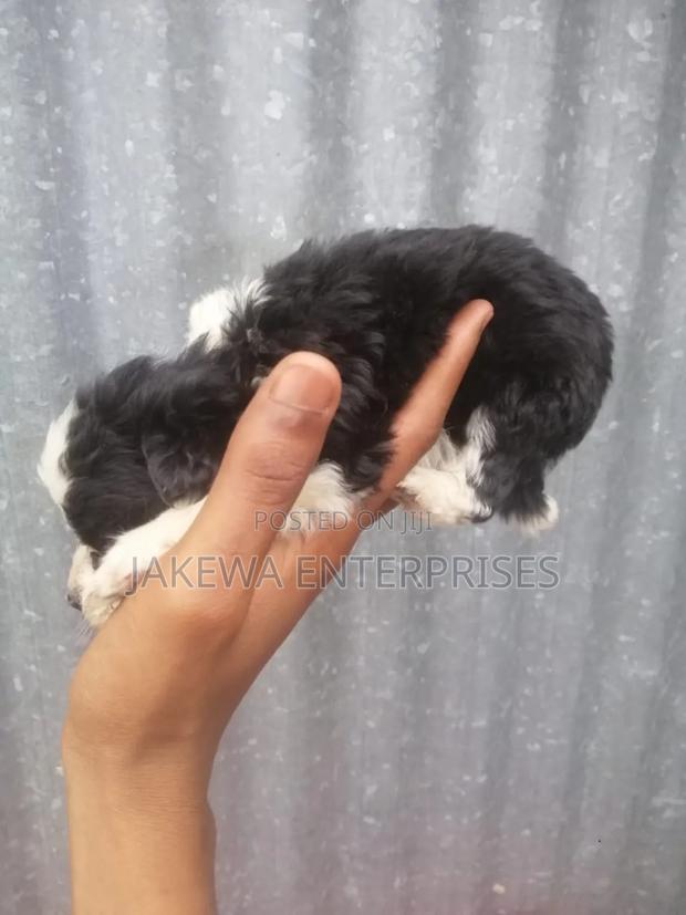 1-3 months Female Purebred Maltese - thumbnail 9