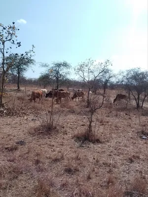 For Sale 9 Acres Located 7km Off-Machakos Kitui Rd-Mwala Maaueli