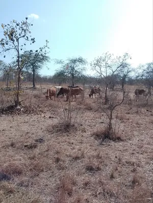 For Sale 9 Acres Located 7km Off-Machakos Kitui Rd-Mwala Maaueli