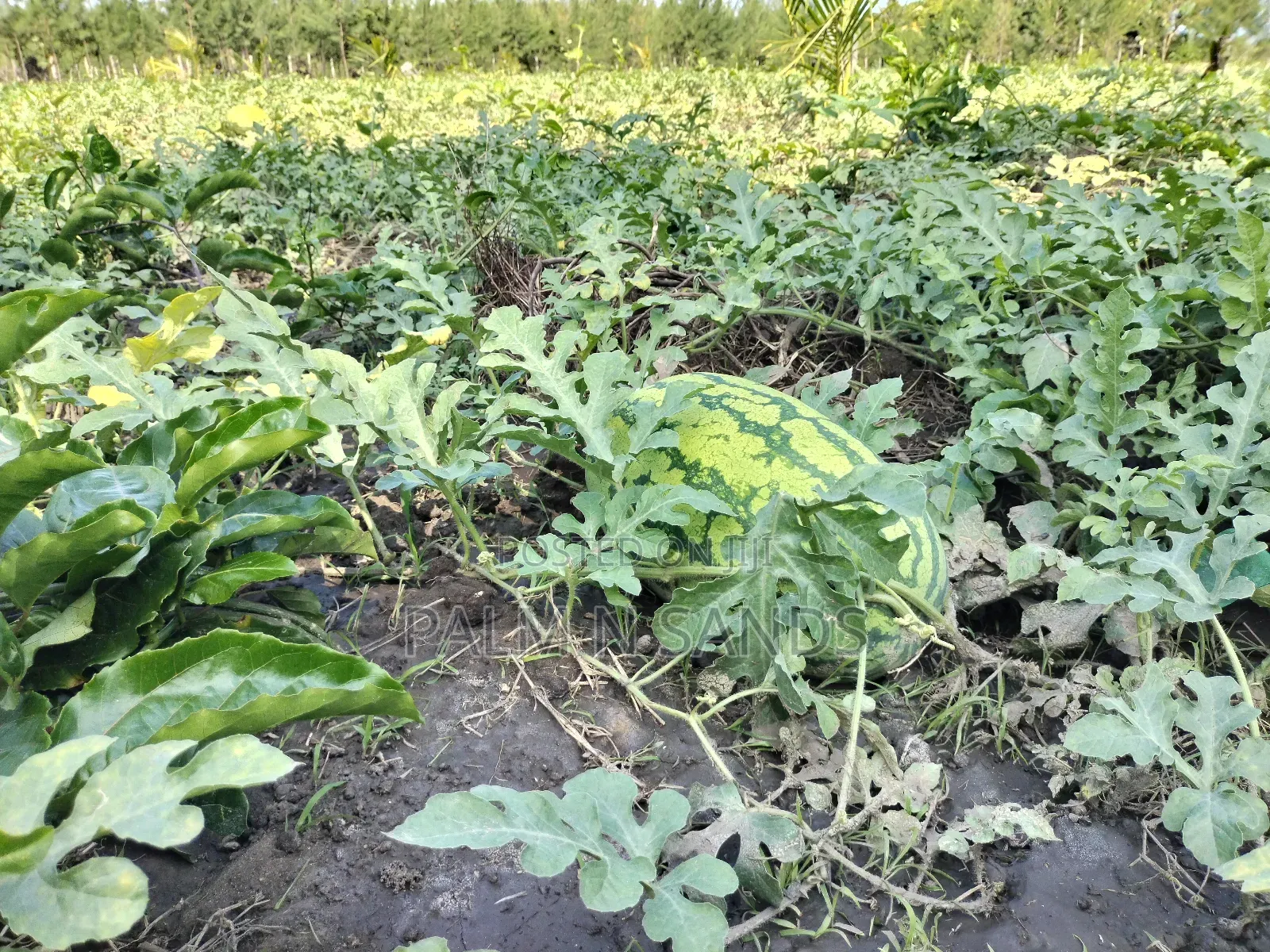14.5 Acre Established Organic Farm