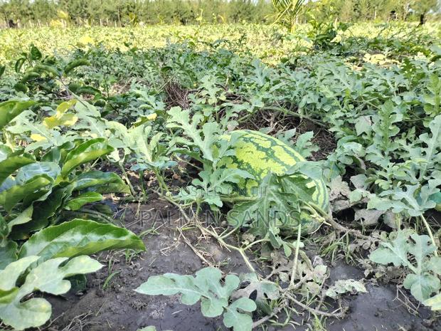 14.5 Acre Established Organic Farm - main view