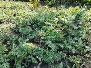 14.5 Acre Established Organic Farm