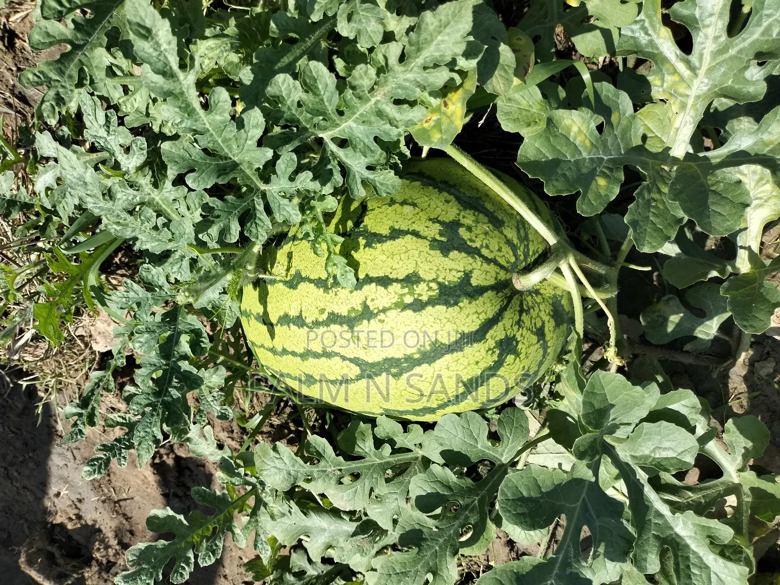 14.5 Acre Established Organic Farm