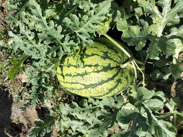 14.5 Acre Established Organic Farm - thumbnail 4