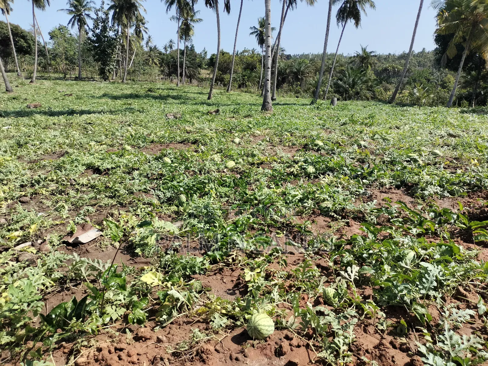 14.5 Acre Established Organic Farm