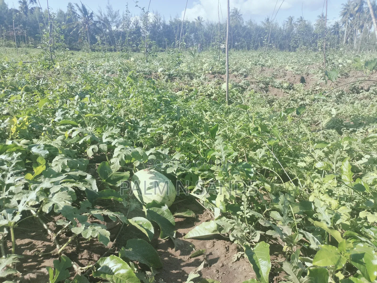 14.5 Acre Established Organic Farm