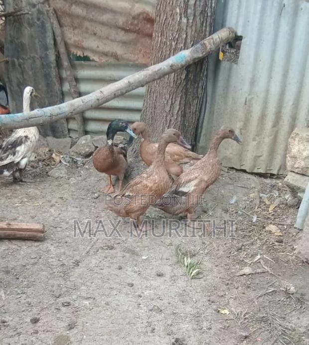 Duck Eggs Jumbopekin, Welsh Hquin, Khaki Campbell L - thumbnail 5