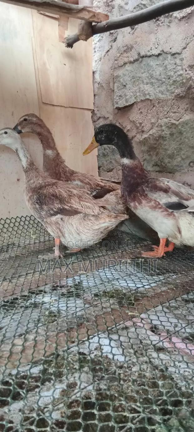 Duck Eggs Jumbopekin, Welsh Hquin, Khaki Campbell L - thumbnail 7