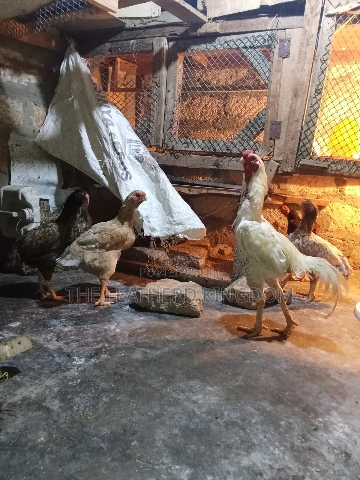 Kuchi Chicks