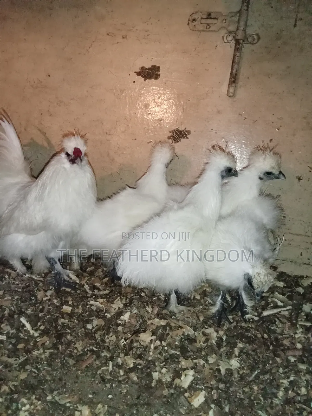 Silkie Bantams