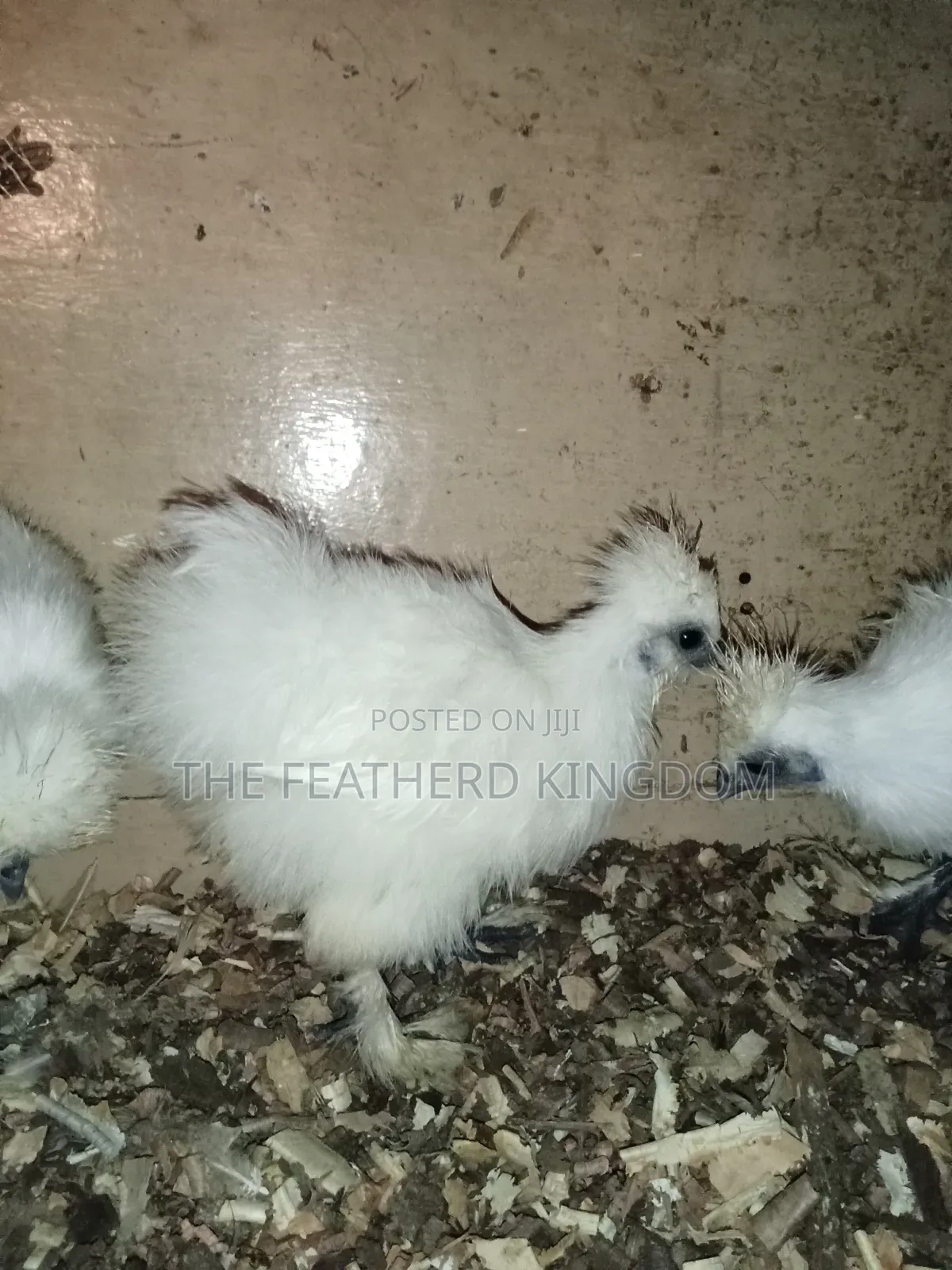 Silkie Bantams