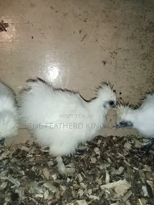 Silkie Bantams