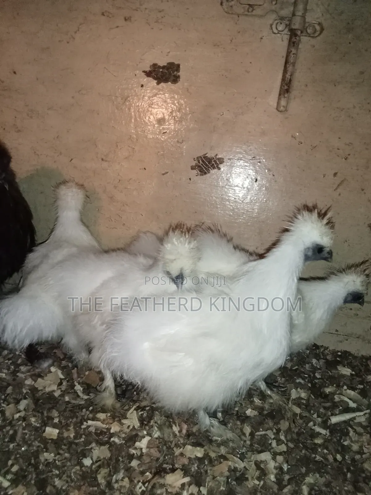 Silkie Bantams