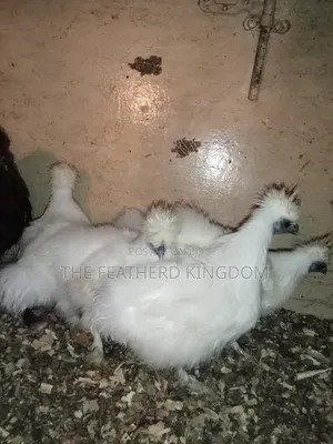 Silkie Bantams