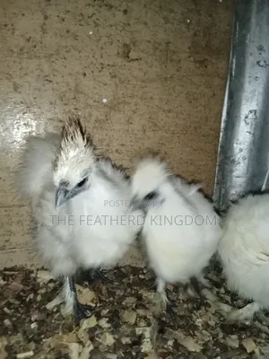 Silkie Bantams