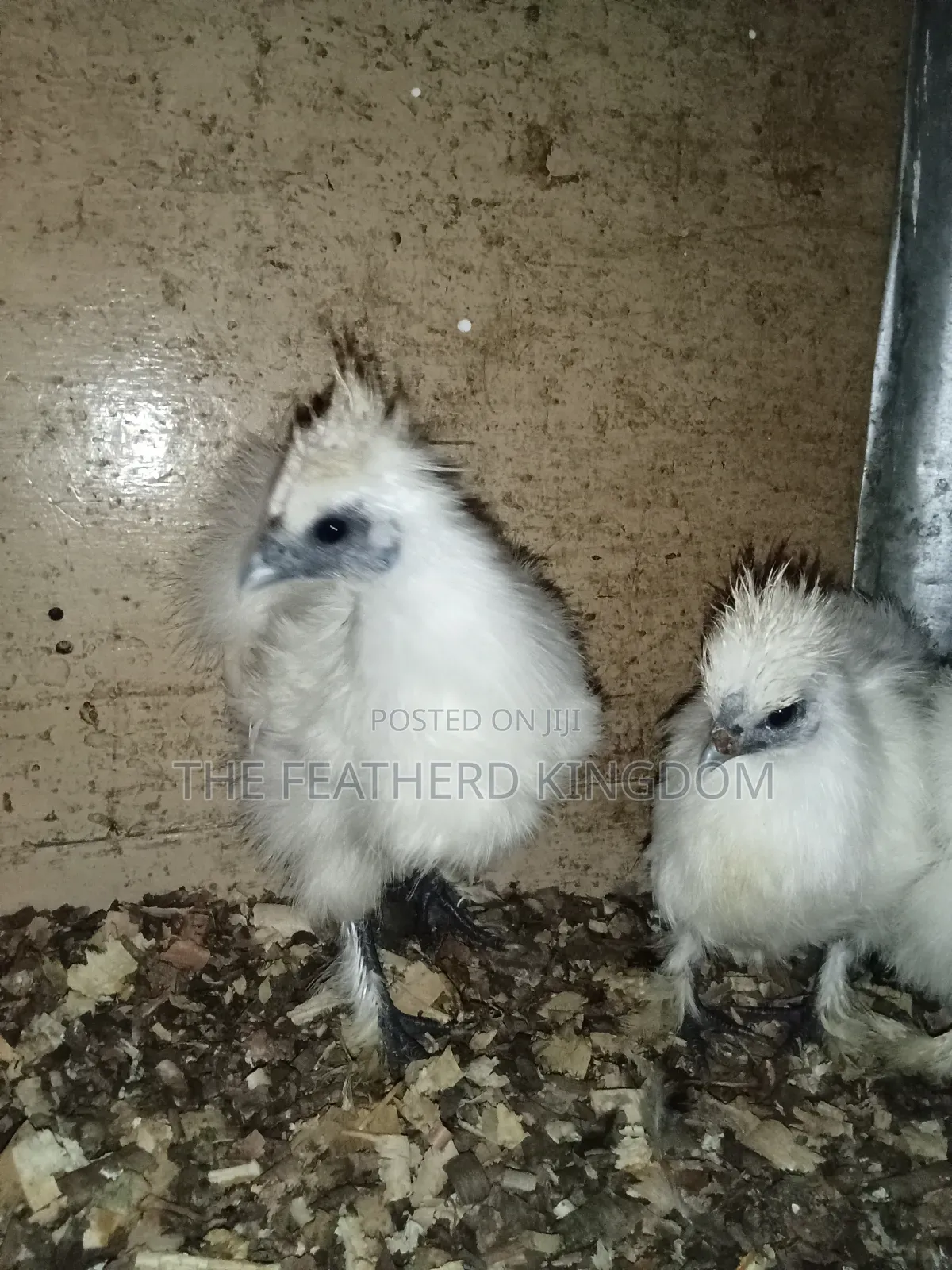 Silkie Bantams