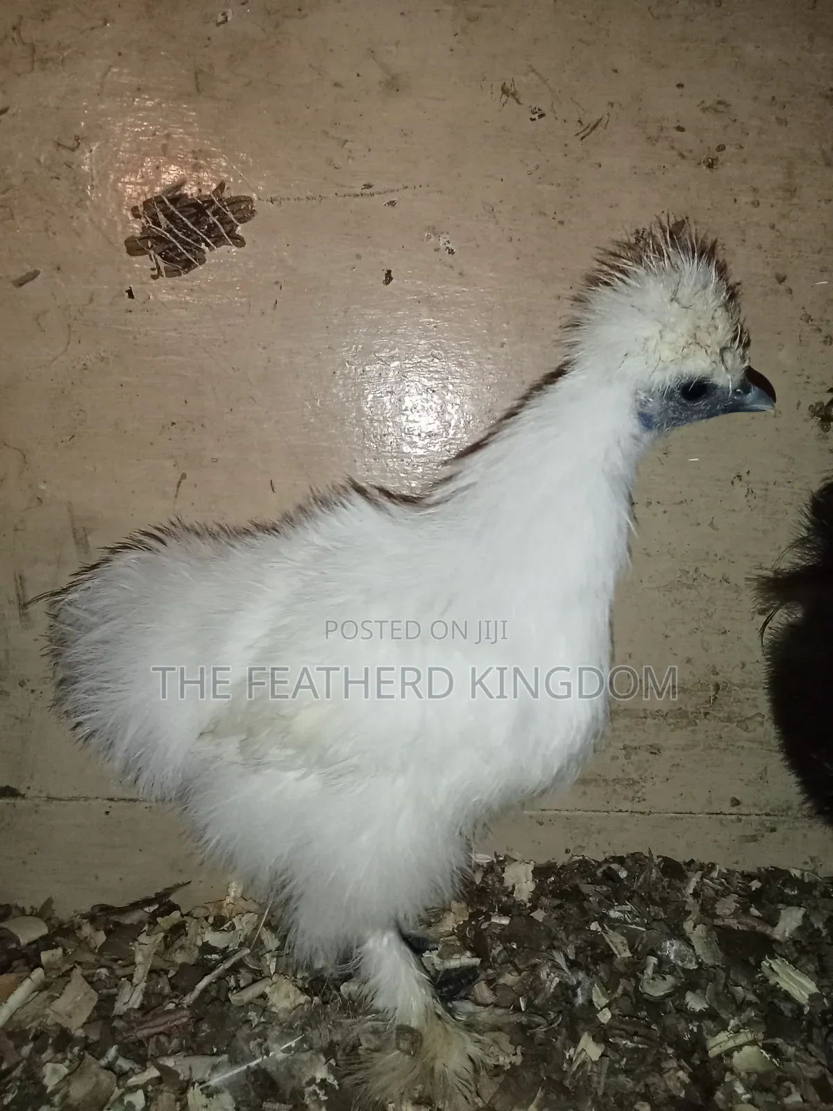 Silkie Bantams