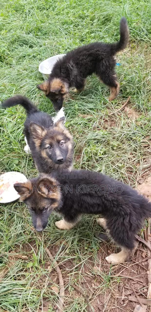 1-3 months Female Purebred German Shepherd - main view