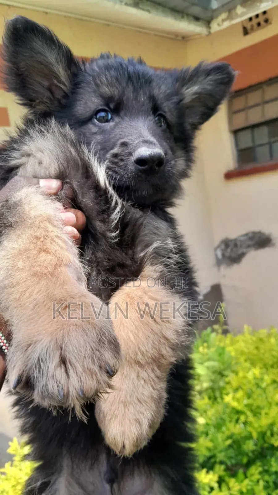 1-3 months Male Purebred German Shepherd