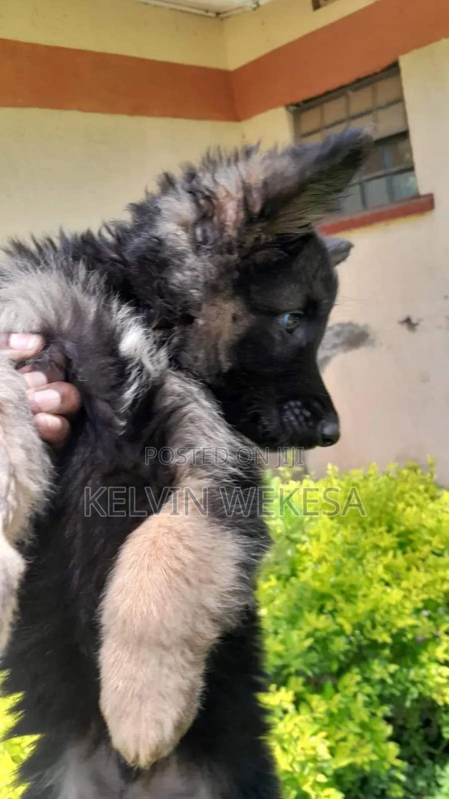 1-3 months Male Purebred German Shepherd