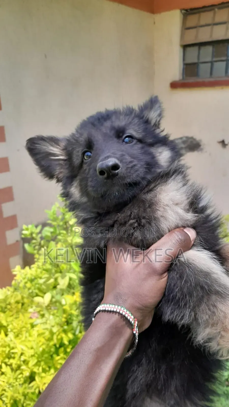 1-3 months Male Purebred German Shepherd