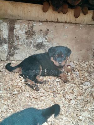 1-3 months Male Purebred Rottweiler - thumbnail 2