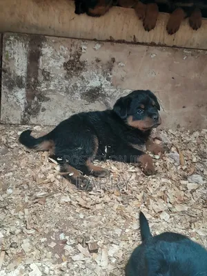 1-3 months Male Purebred Rottweiler
