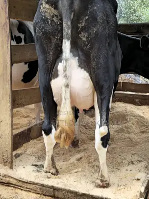Pedigree Friesian in Githunguri