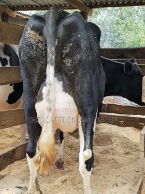 Pedigree Friesian in Githunguri
