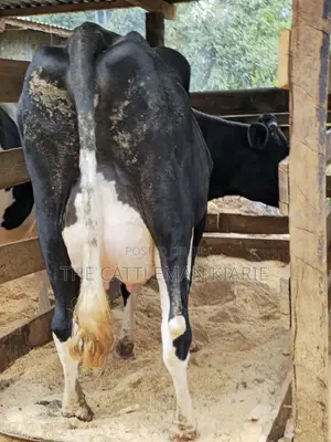 Pedigree Friesian in Githunguri