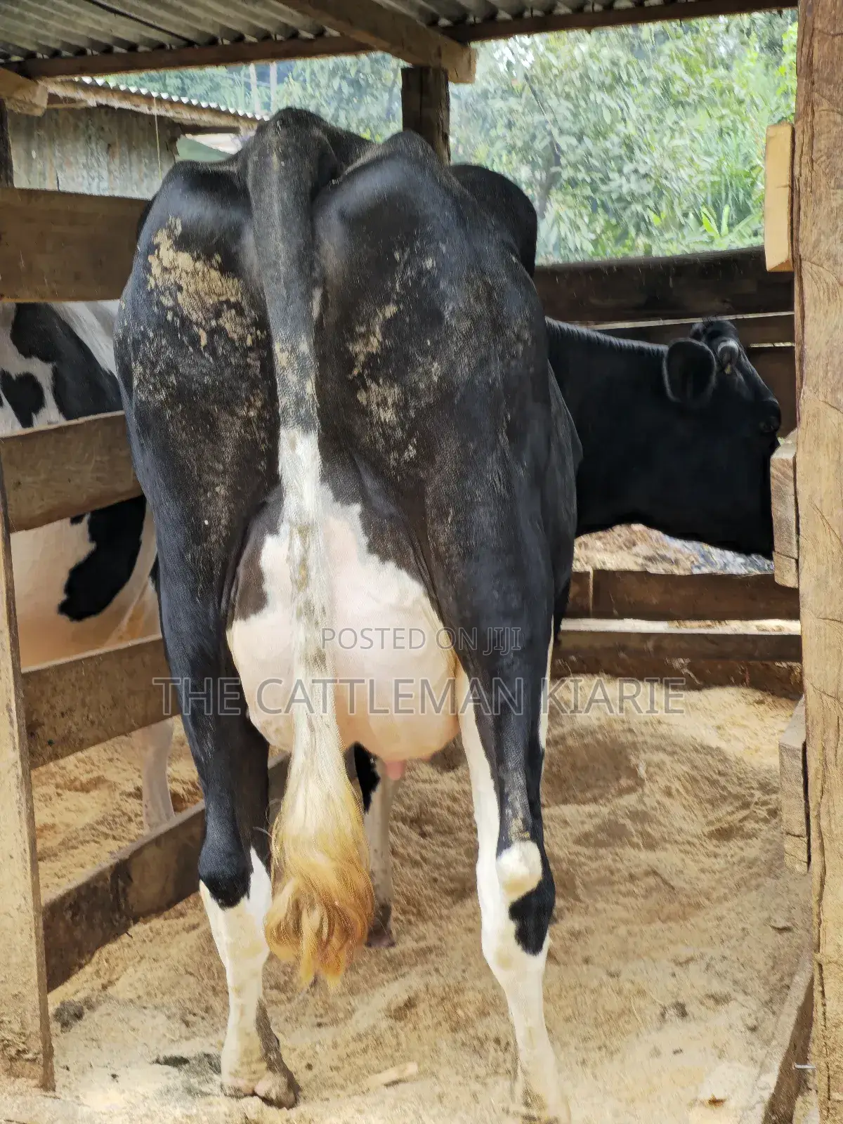 Pedigree Friesian in Githunguri