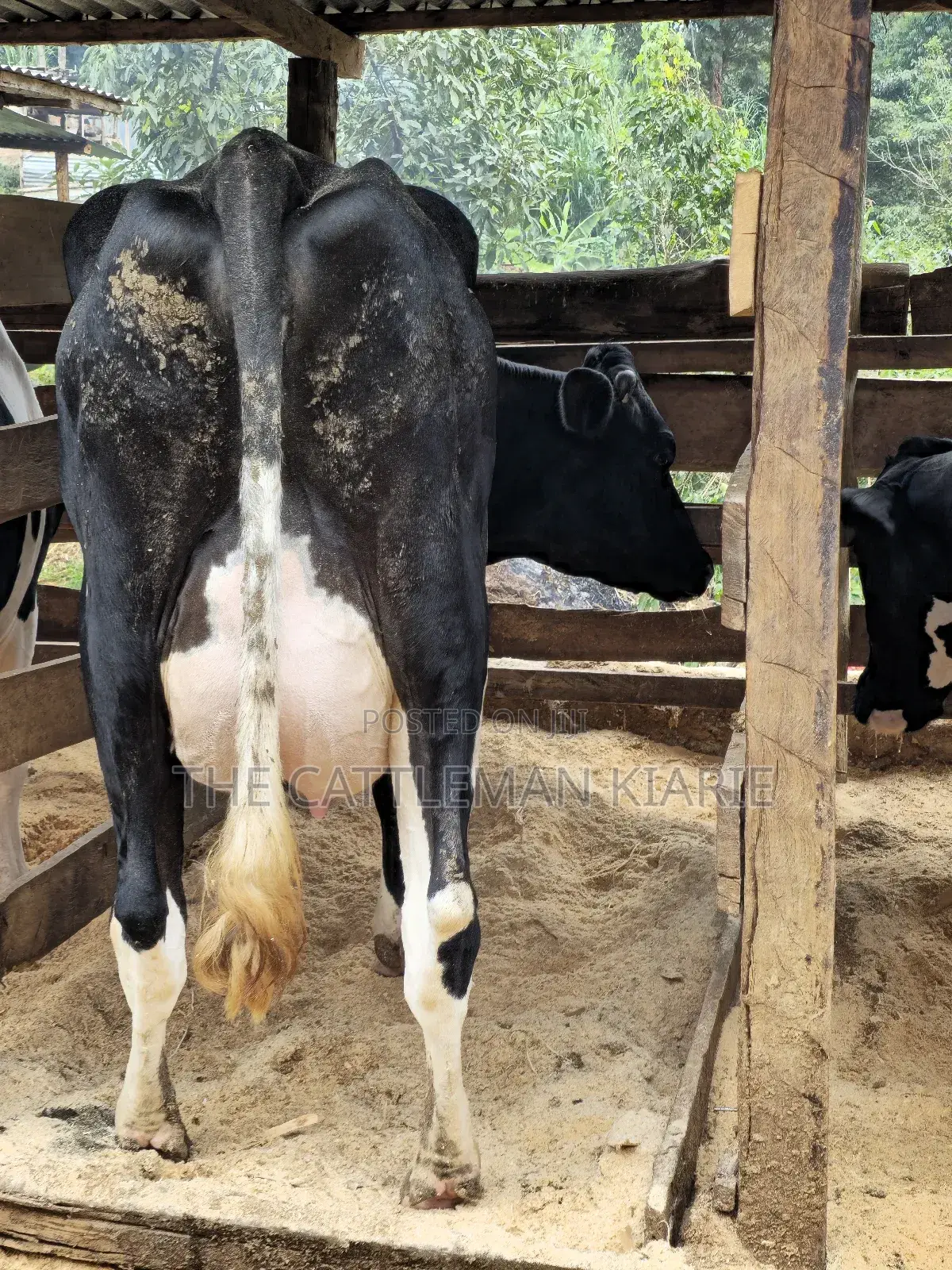 Pedigree Friesian in Githunguri