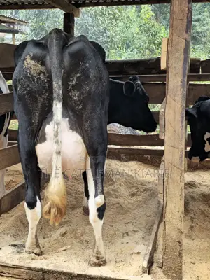 Pedigree Friesian in Githunguri