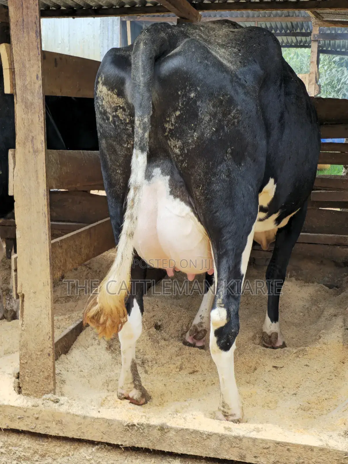 Pedigree Friesian in Githunguri