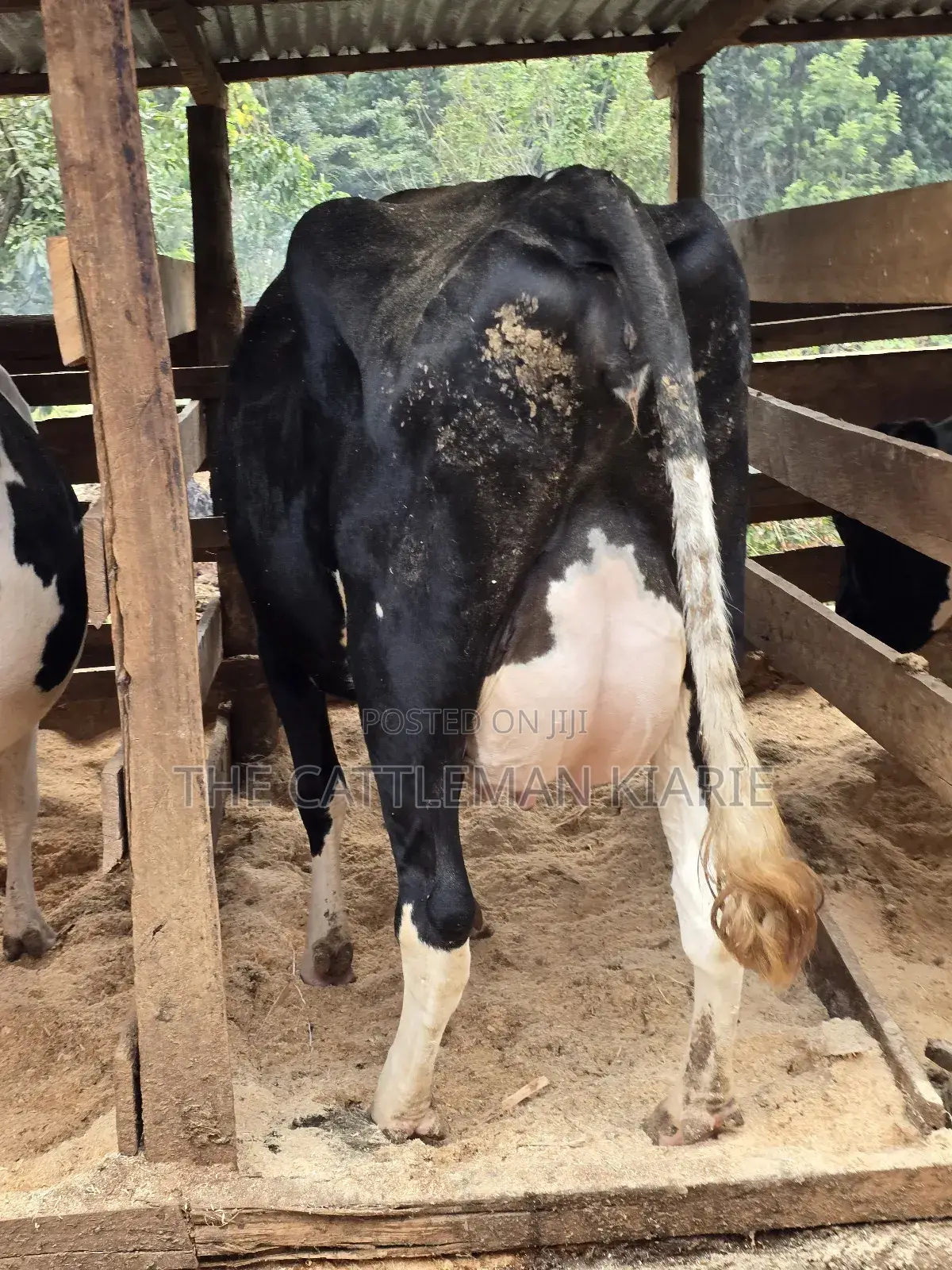 Pedigree Friesian in Githunguri